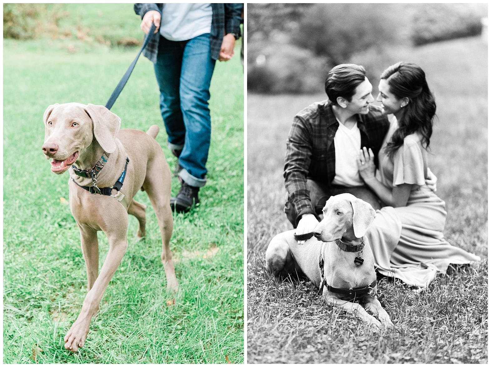 Dog, Engagement Session, Furbaby, Garden, NJ Wedding Photographer, Outdoor, Sayen Gardens, Weimaraner