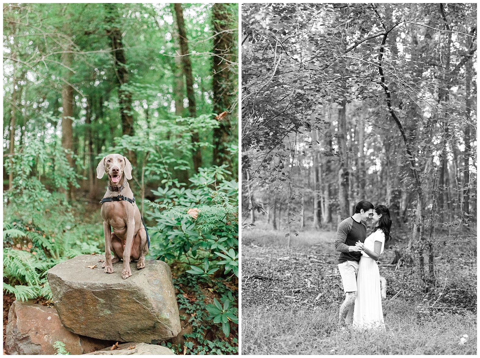 Adventure, Engagement Session, Garden, NJ Wedding Photographer, Outdoor, Sayen Gardens, Woods, Dog, Weimaraner, Puppy
