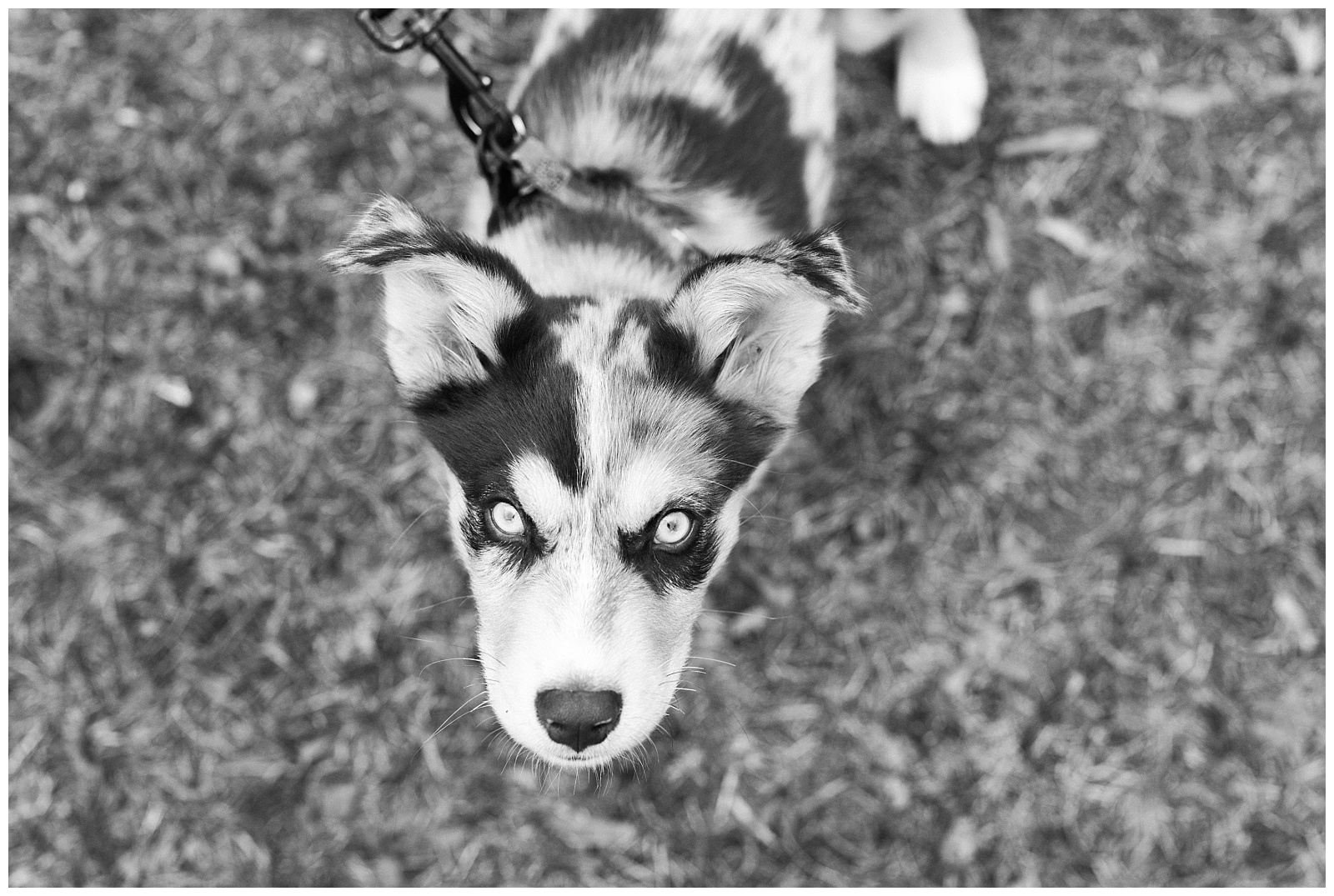 In home photo session, new puppy, casual, weekend, new jersey lifestyle, natural light photographer, black and white