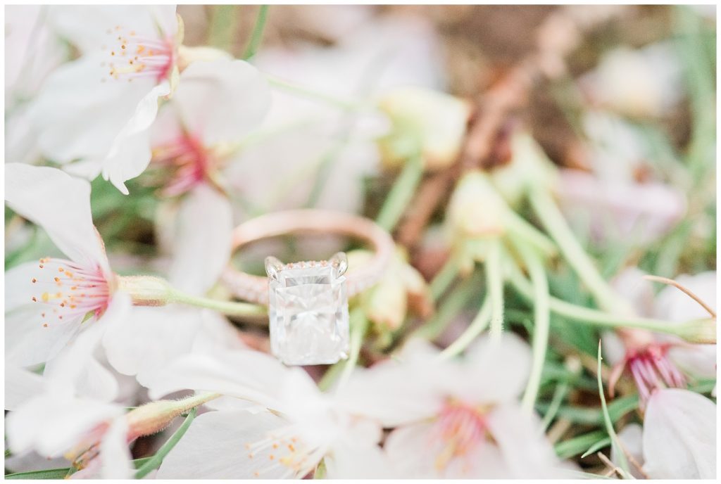 An engagement ring sits on a cherry blossom bloom, in Branch Brook Park.