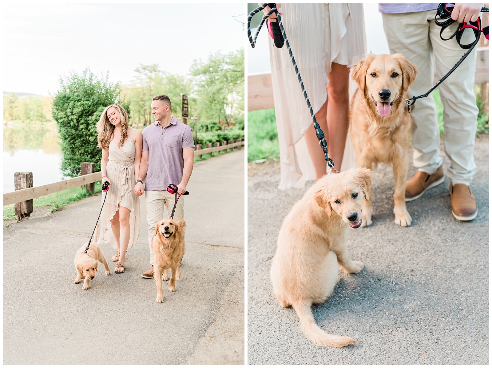 A man and woman walk their dogs, two golden retriever puppies.