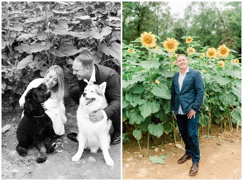 A split photo image. On the left side a black and white photo of Rachel and Brian kneeling hind their two dogs, with sunflowers behind them. They are engaging with teh dogs who both appear excited. On the right side Brian stands in front of several sunflowers that are higher then him.