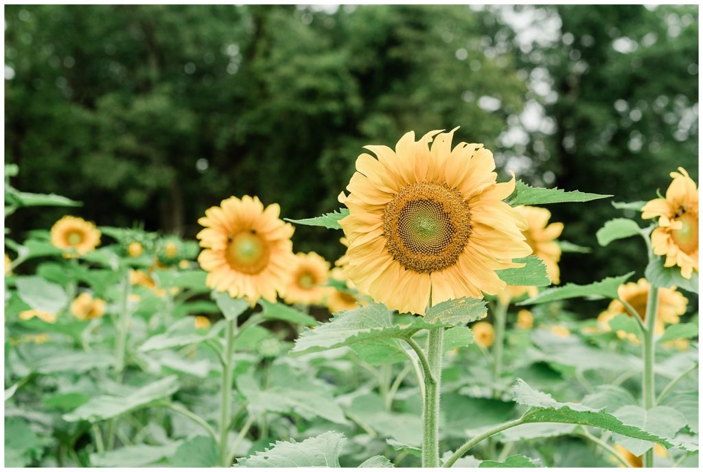 A close up image of several sunflowers with large trees behind them. 