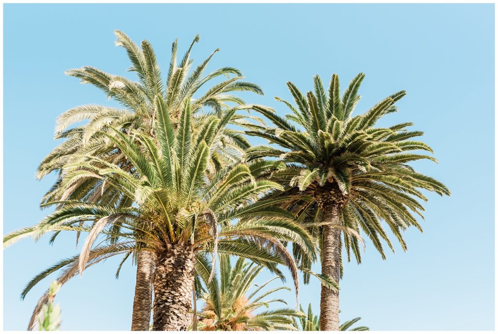 Palm trees in sunny Southern California.