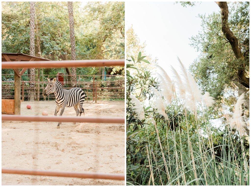 A zebra runs through his penned in area at Rancho Las Lomas wedding venue on a sunny day in Orange County, California.