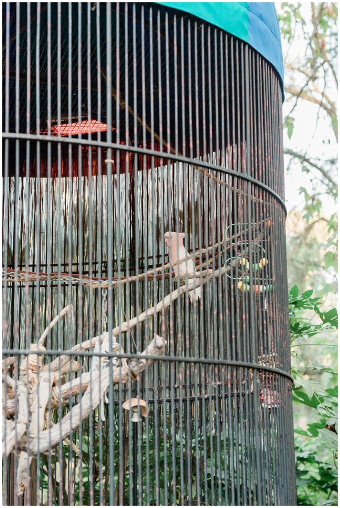 A pink cockatoo named Fiji sits on a perch in his large cage at Rancho Las Lomas.